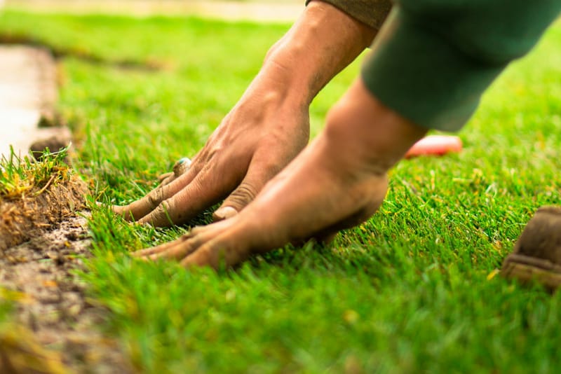 Close-up of hands pressing fresh turf into bare soil at the edge of a green lawn